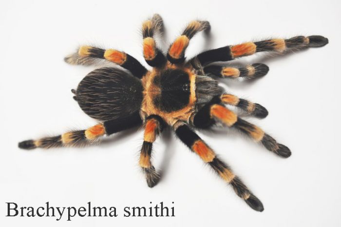 Brachypelma Smithi