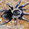 Pamphobeteus ultramarinus