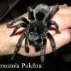 Grammostola Pulchra