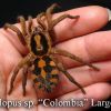 Hapalopus Sp Colombia Lg