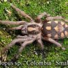 Hapalopus Sp Colombia Sm