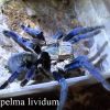 Haplopelma lividum