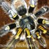 Grammostola pulchripes