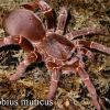 Pelinobius muticus