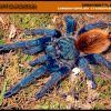 Chromatopelma cyaneopubescens