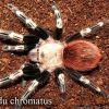 Nhandu chromatus