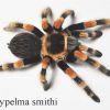 Brachypelma Smithi