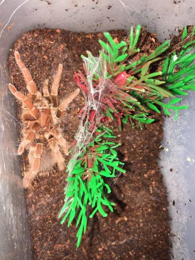 King Baboon Tarantula - Male