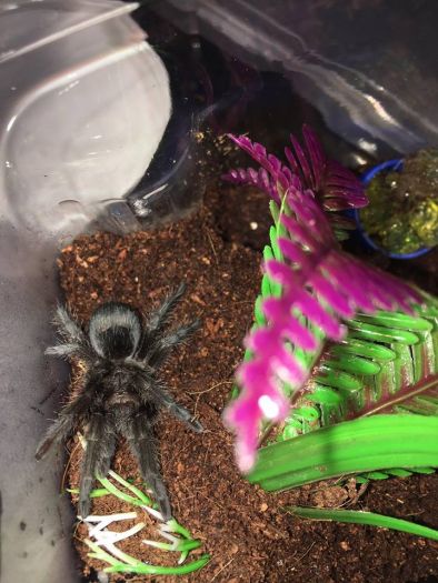 Brazilian Black Tarantula