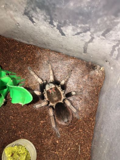 Pamphobeteus ultramarinus Female