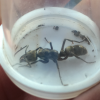 Queen Ant ID Please