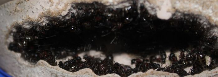 Camponotus novaeboracensis July27 2017 (5)