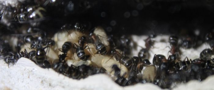 Camponotus noveboracensis June 13 2017 (8)