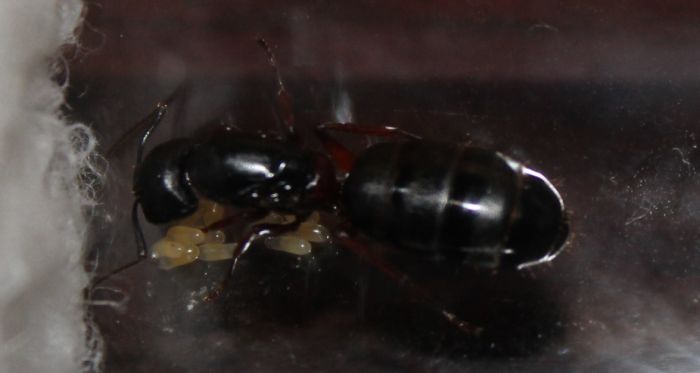 Camponotus herculeanus June 13 2017