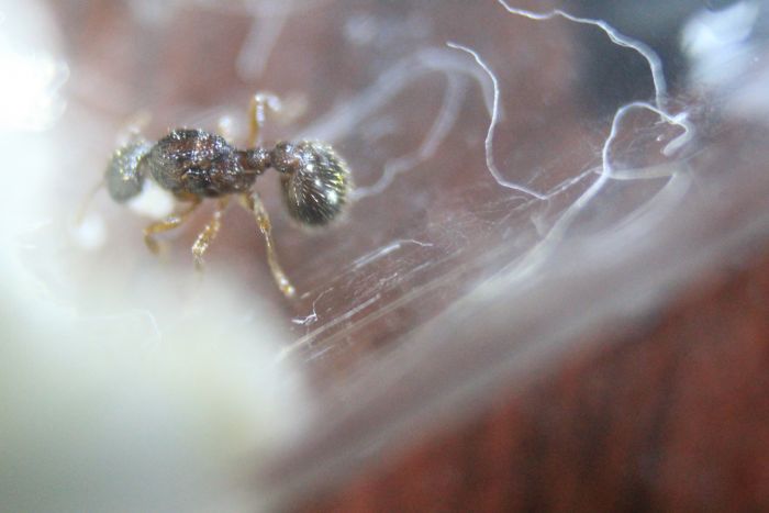 Myrmica Sp. #2 Feb 10 2017 (3) Myrmica Sp. #2 Feb 10 2017 (3)