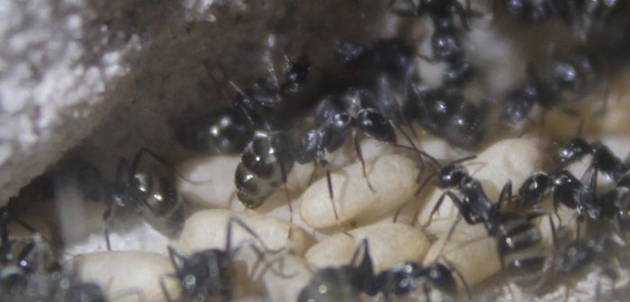 Formica Sp. June 13 2017 #2