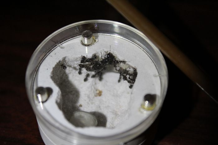 Crematogaster cerasi April 20 2017 (2) Crematogaster cerasi April 20 2017 (2)
