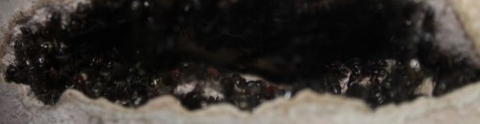 Camponotus novaeboracensis July27 2017 (6)