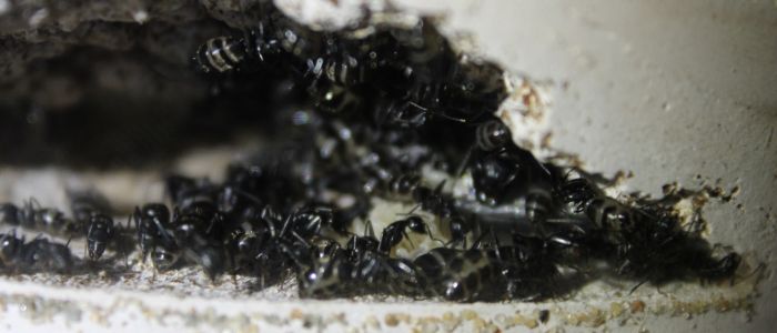 Camponotus pennsylvanicus June 13 2017 (6)