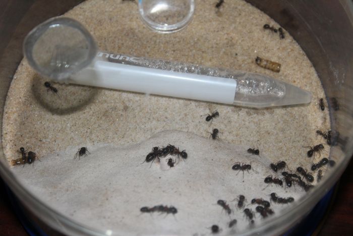 Camponotus Novaeboracansis April 20 2017 (2) Camponotus Novaeboracansis April 20 2017 (2)