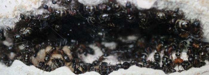 Camponotus noveboracensis June 13 2017 (4)