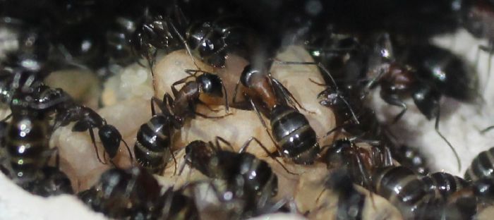 Camponotus noveboracensis June 13 2017 (7)