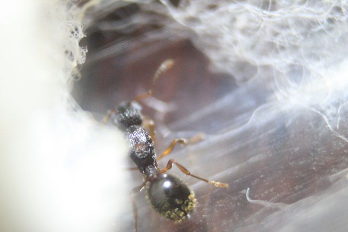 Myrmica Sp. #2 Feb 10 2017 (1) Myrmica Sp. #2 Feb 10 2017 (1)