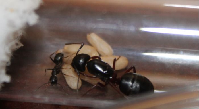 Camponotus herculeanus July 27 2017
