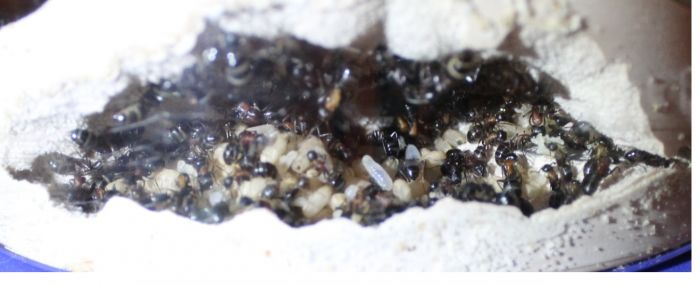 Camponotus Novaeboracansis April 20 2017  (3)