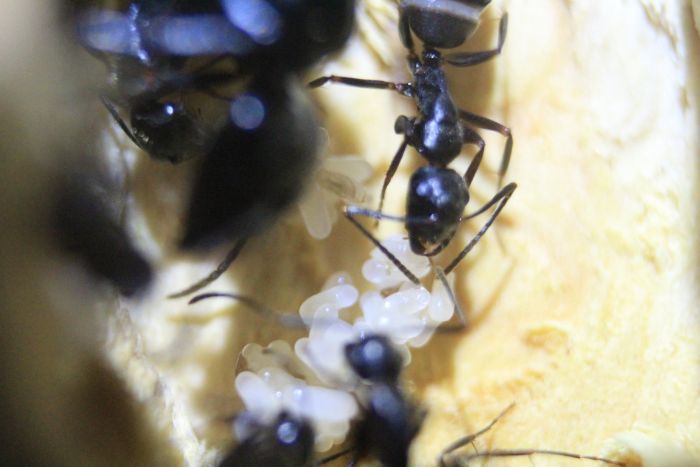 Camponotus Pen Feb 10 2017 (1) Camponotus Pen Feb 10 2017 (1)