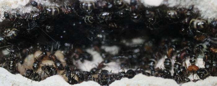Camponotus noveboracensis June 13 2017 (3)