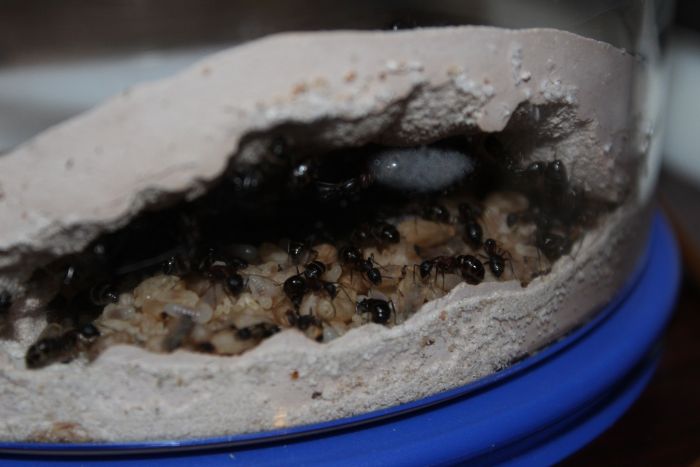 Camponotus noveboracansis April 4 2017 Camponotus noveboracansis April 4 2017