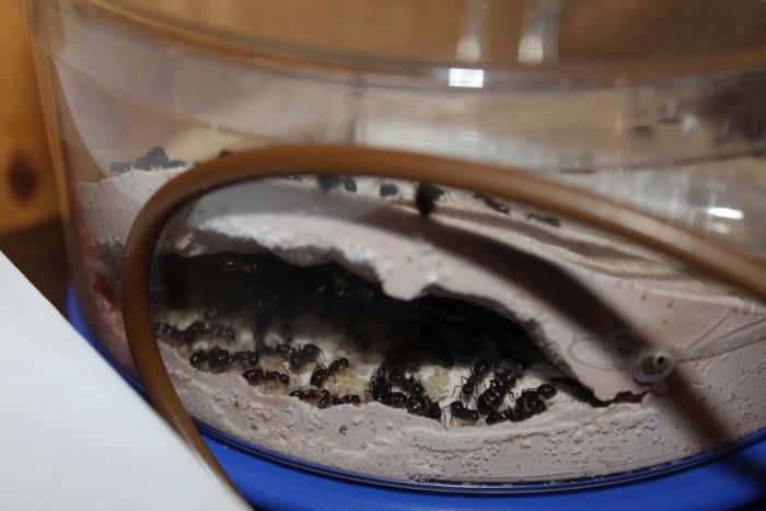 Camponotus novaborcansis March 14 2017 (1) Camponotus novaborcansis March 14 2017 (1)