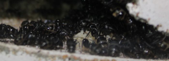 Camponotus pennsylvanicus July 27 2017 (2)