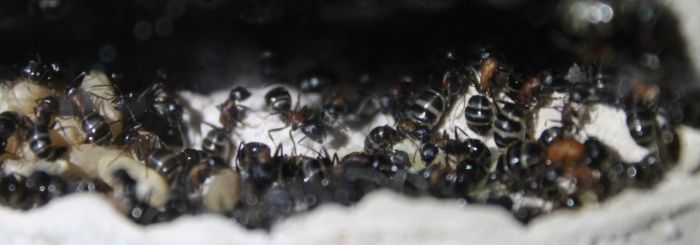 Camponotus noveboracensis June 13 2017 (9)