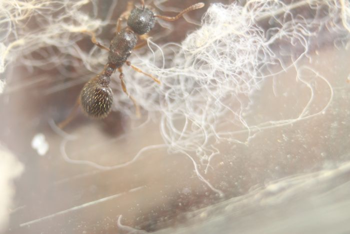 Myrmica Sp. Feb 10 2017 Myrmica Sp. Feb 10 2017
