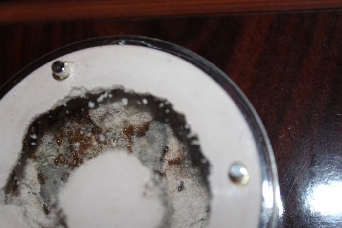 Lasius umbratus March 14 2017 Lasius umbratus March 14 2017