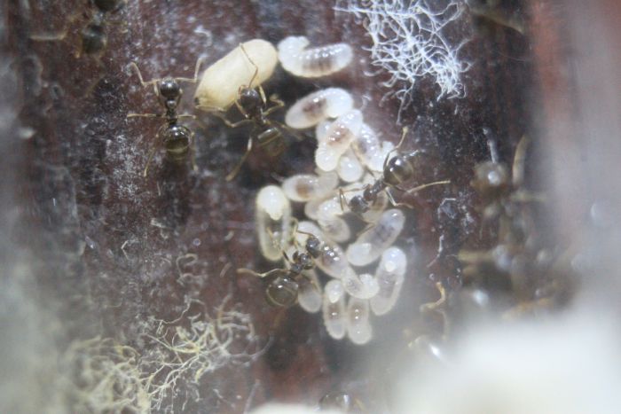 LAsius alienus Feb 10 2017 (1)