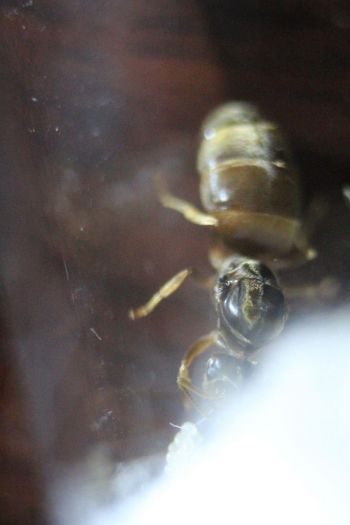 Lasius neoniger Feb 10 2017 (2) Lasius neoniger Feb 10 2017 (2)
