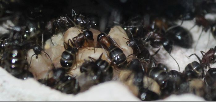 Camponotus noveboracensis June 13 2017 (5)