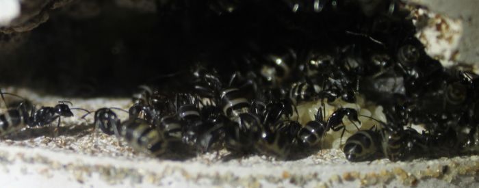 Camponotus pennsylvanicus June 13 2017 (4)