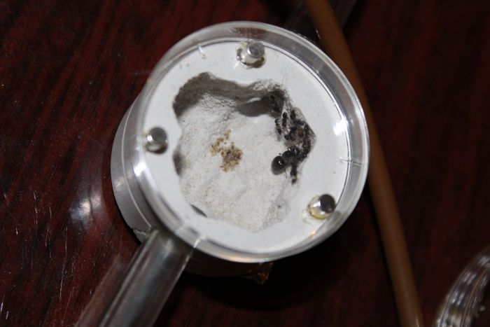 Crematogaster cerasi #1 March 14 2017 Crematogaster cerasi #1 March 14 2017