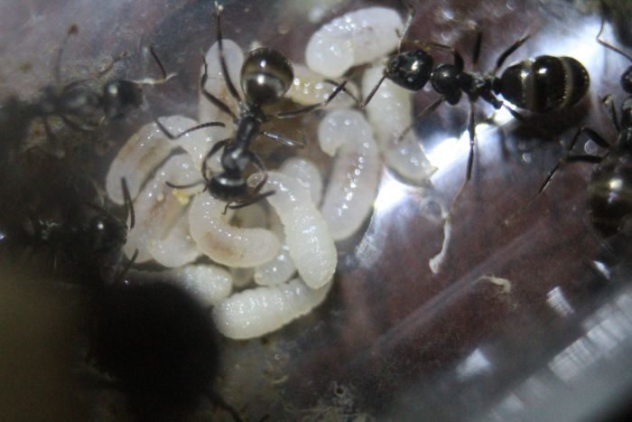 Formica Sp. Feb 10 2017 Formica Sp. Feb 10 2017