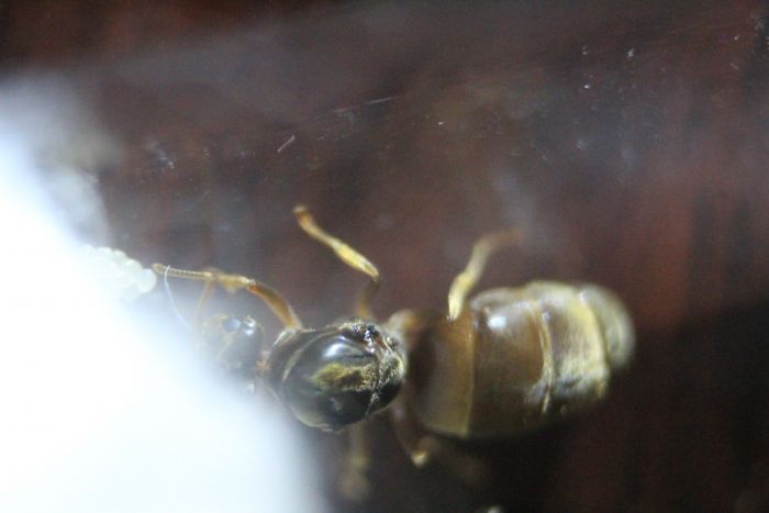 Lasius neoniger Feb 10 2017 (3) Lasius neoniger Feb 10 2017 (3)