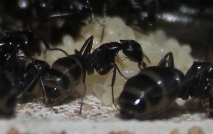Camponotus pennsylvanicus June 13 2017 (2)