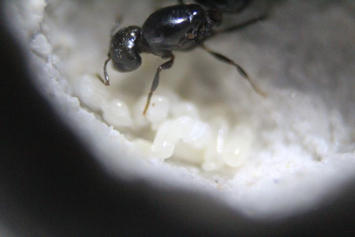 Crematogaster cerasi THA Atom Feb 10 2017 (1) Crematogaster cerasi THA Atom Feb 10 2017 (1)