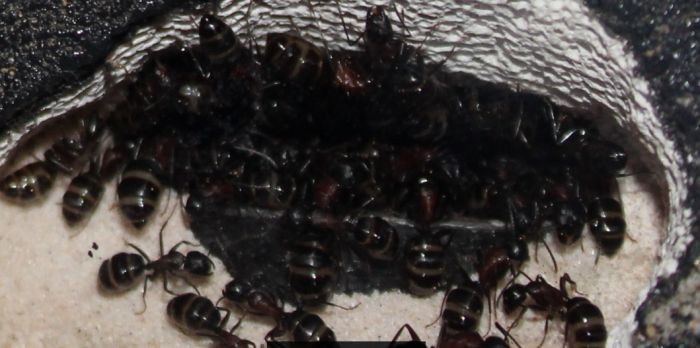 Camponotus novaeboracensis July27 2017 (3)