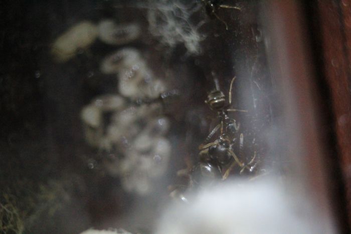 LAsius alienus Feb 10 2017 (2) LAsius alienus Feb 10 2017 (2)