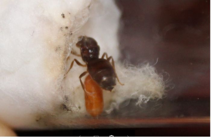 Lasius neoniger problem