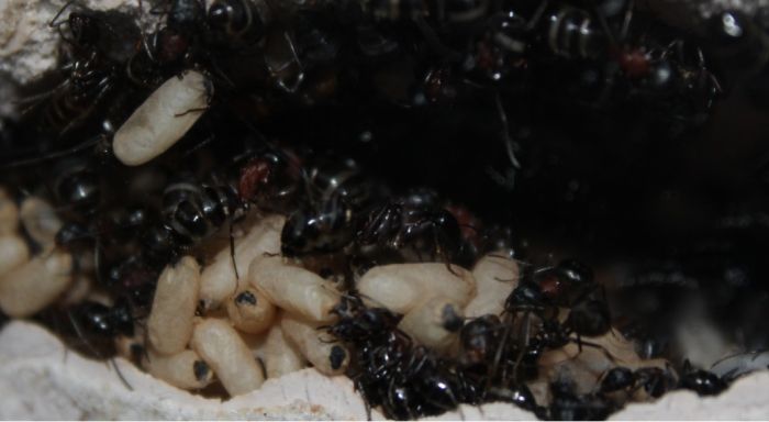 Camponotus novaboracansis May 22 2017 (1)